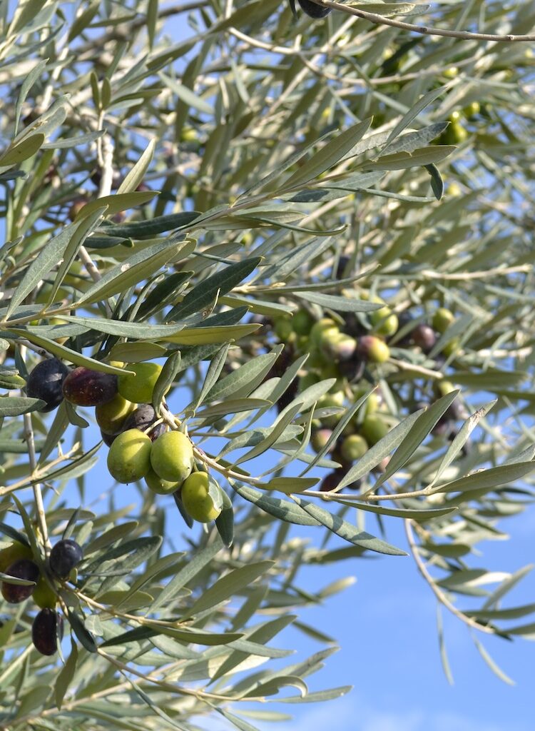 Een olijfboom adopteren in Italië