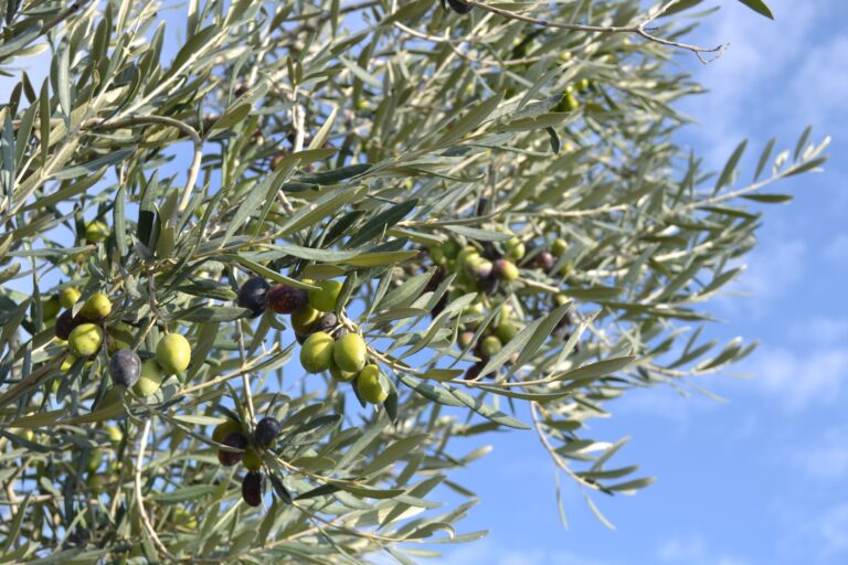 Een olijfboom adopteren in Italië