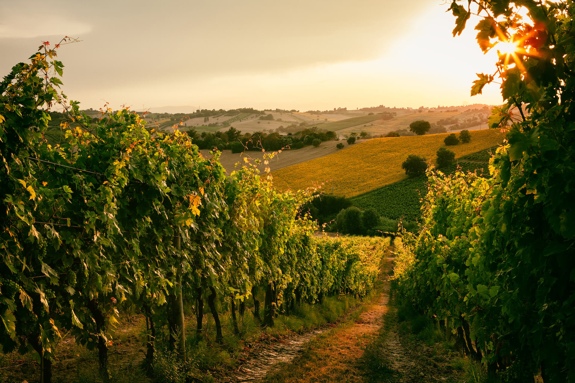 Wijngaard in Le Marche