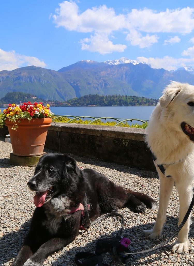 Vakantie aan het Gardameer met hond: Leuke uitjes en vakantie-adresjes