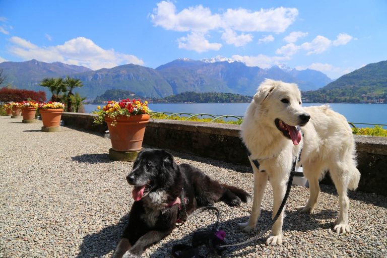 Vakantie aan het Gardameer met hond: Leuke uitjes en vakantie-adresjes
