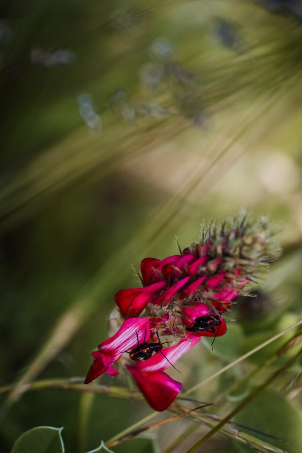 Bijen op de felroze sulla-bloemen