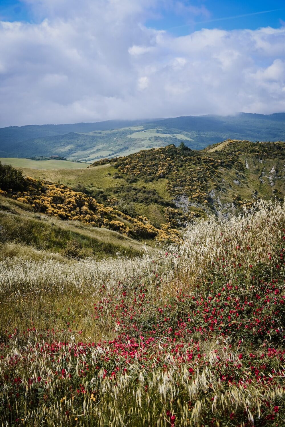 Kleurrijk Val d'Orcia