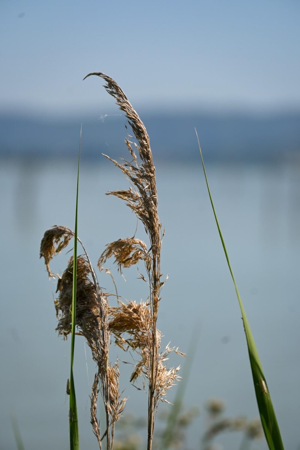 Lago Trasimeno is één groot natuurgebied